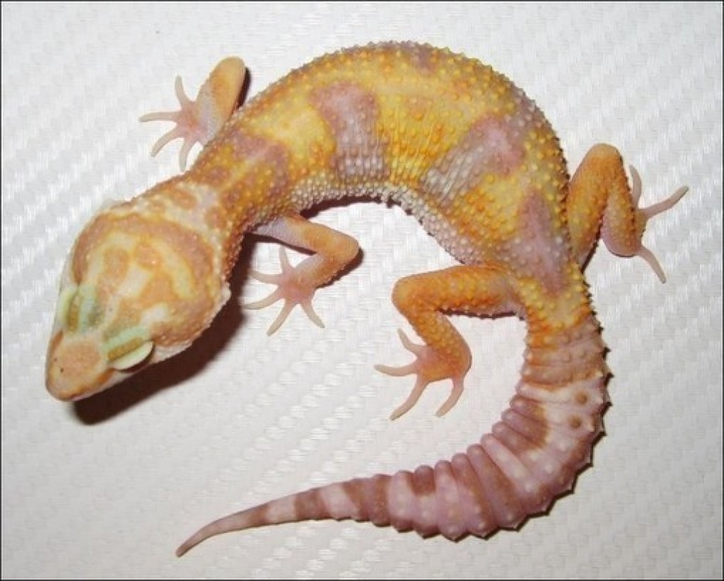 4 schöne Leopardgeckos in verschiedene Farbformen  im Raum Offenbach Bieber abzu - Reptilien - Offenbach am Main