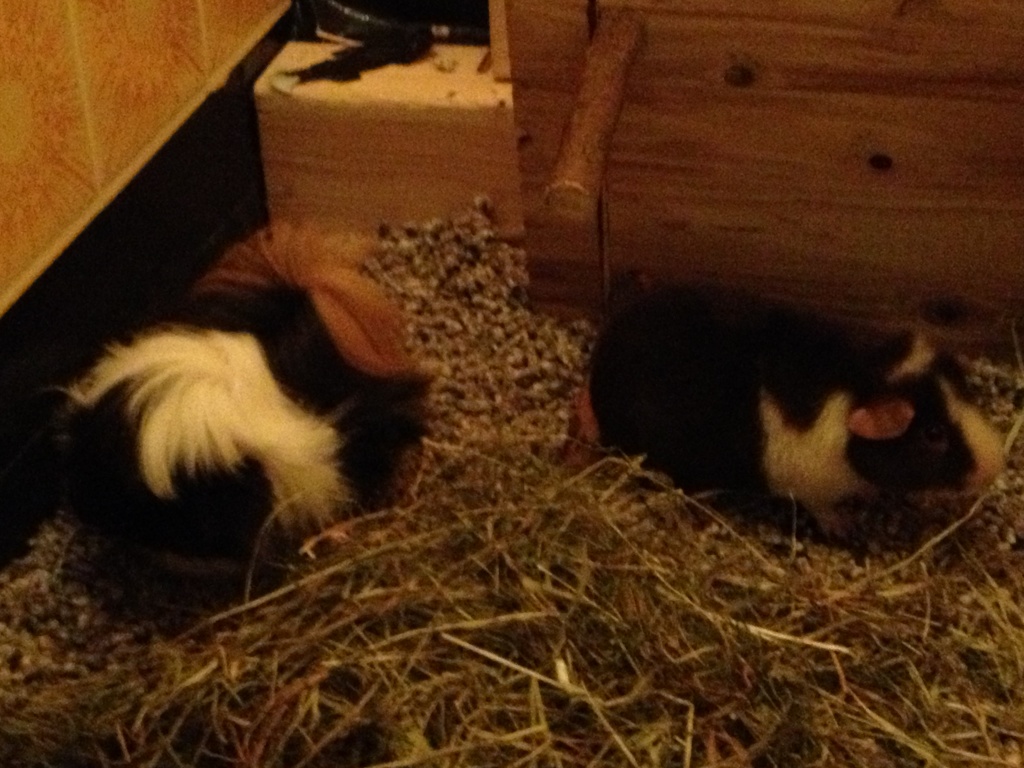 Knuffiges Meerschweinchen Pärchen Peruaner Böckchen und US-Teddy Weibchen 5 Mona - Nagetiere - Sülfeld