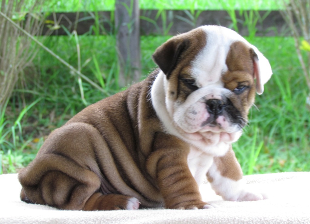Traumhaft süße English Bulldoggen Welpen m. Ahnentafel - Hunde - Kempfeld