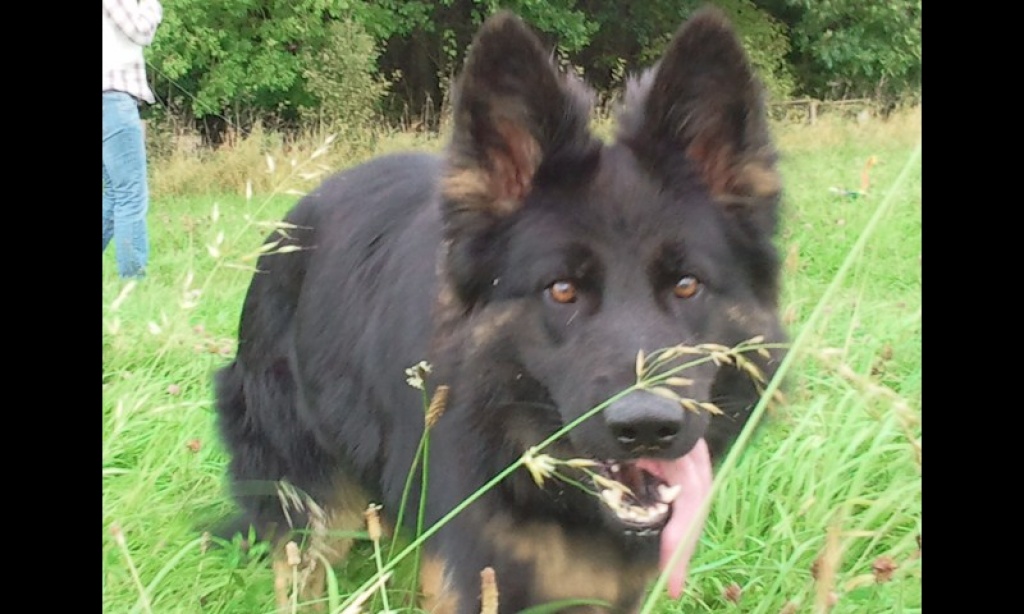 Dringend Deckrüden gesucht - Hunde - Nümbrecht