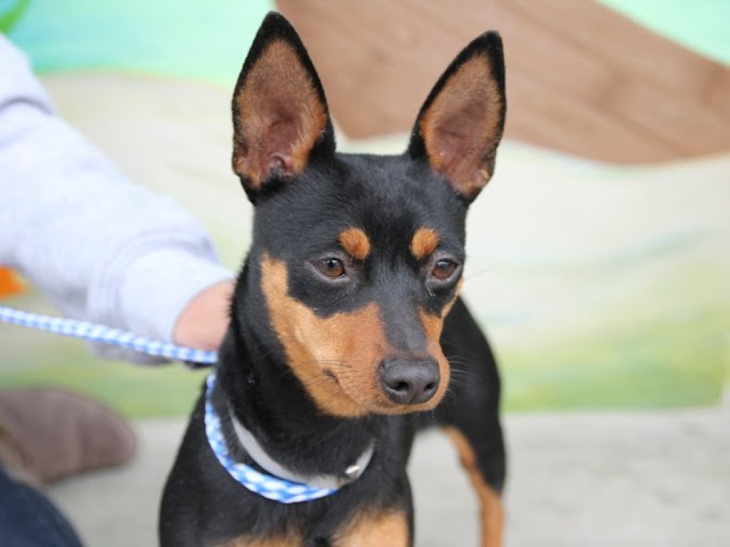 Reinrassiger Zwergpinscher / Reh pinscher Welpen - Hunde - Bonn