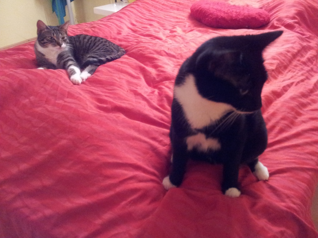 Zwei liebe Stubentiger sehr dringend abzugeben - Katzen - Gablingen