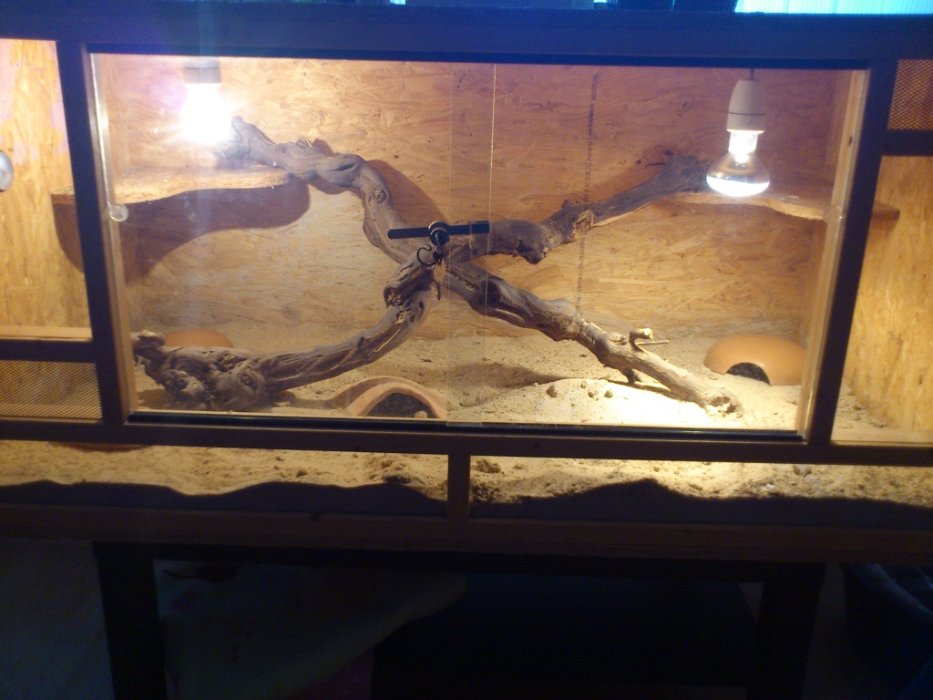 Leopardgeckos + 120x60x60 Terrarium abzugeben - Reptilien - Willroth