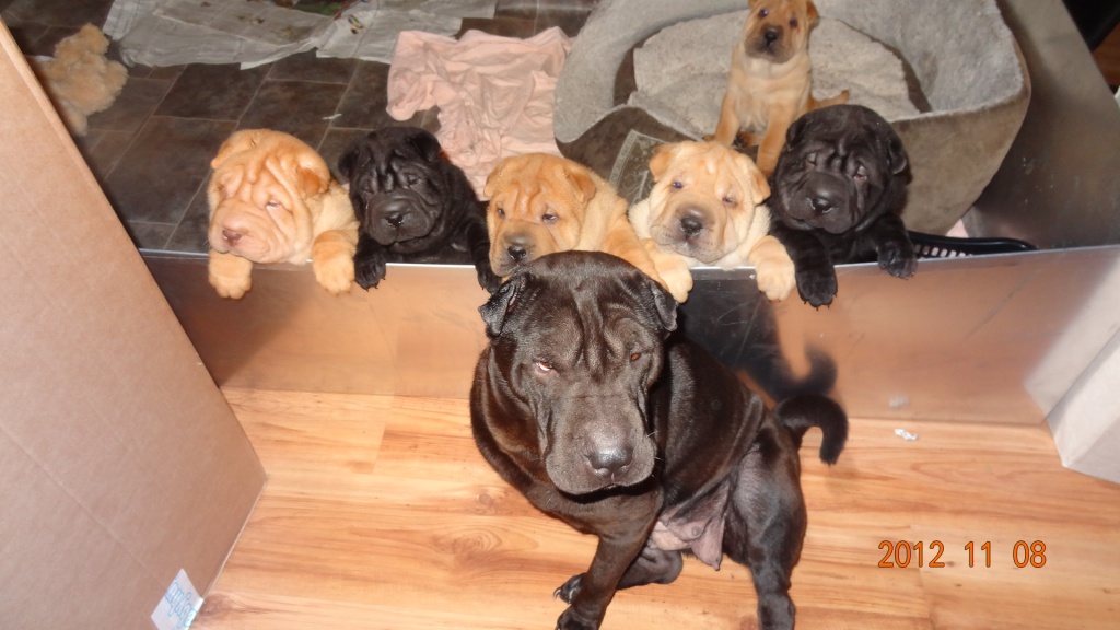 Meisterzucht - Hunde - Bous
