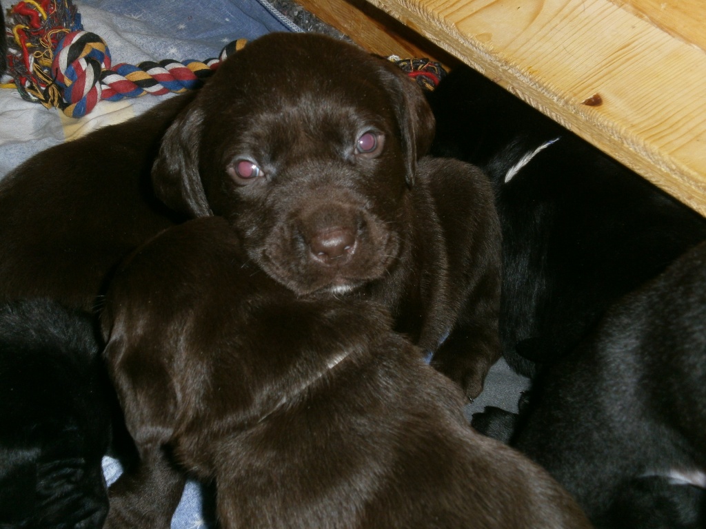Labrador Welpen - Hunde - Meeder