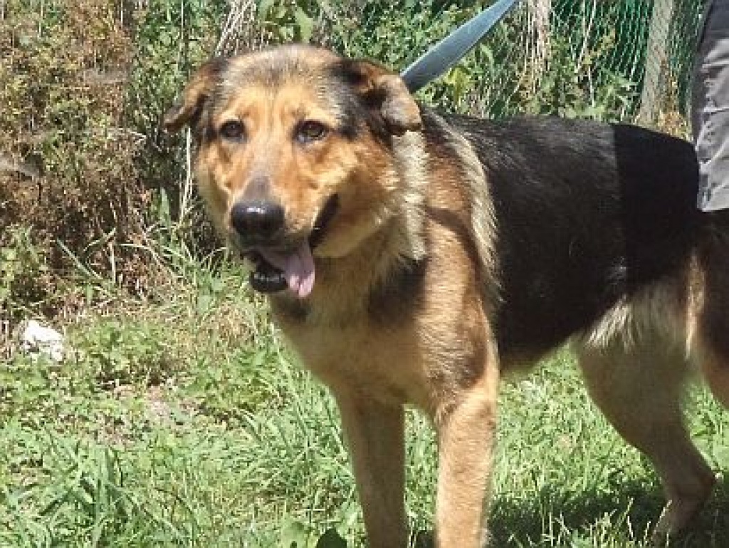 Donna  möchte ein Zuhause - Hunde - Cottbus