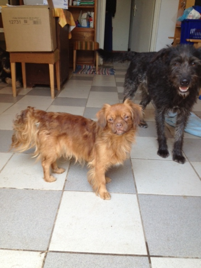 Kleiner Hundejunge Janek - Hunde - Cottbus