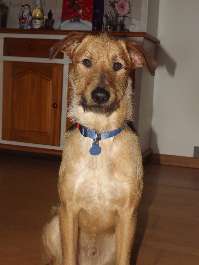 Frisco - lieber Schnauzermischling sucht sein Körbchen - Hunde - Neustadt Wied