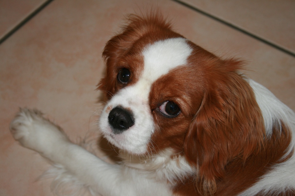 *** Deckrüden für eine Cavalier King Charles Spaniel Dame gesucht *** - Hunde - Freystadt