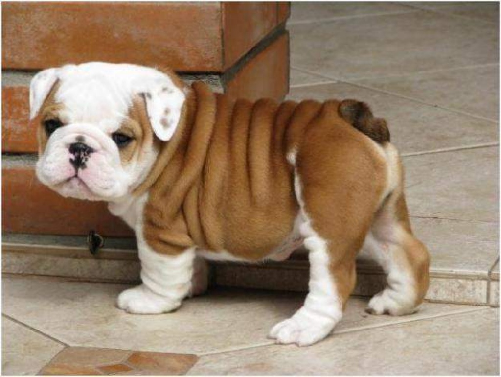Traumhaft süße English Bulldoggen Welpen m. Ahnentafel! - Hunde - Düsseldorf