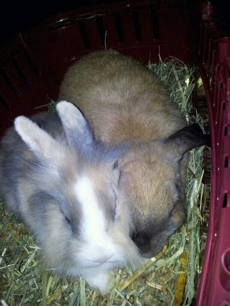 2 süße Zwergkaninchen (Zwergwidder Louise + Löwenköpfchen Hanna) suchen neues li - Nagetiere - Berlin