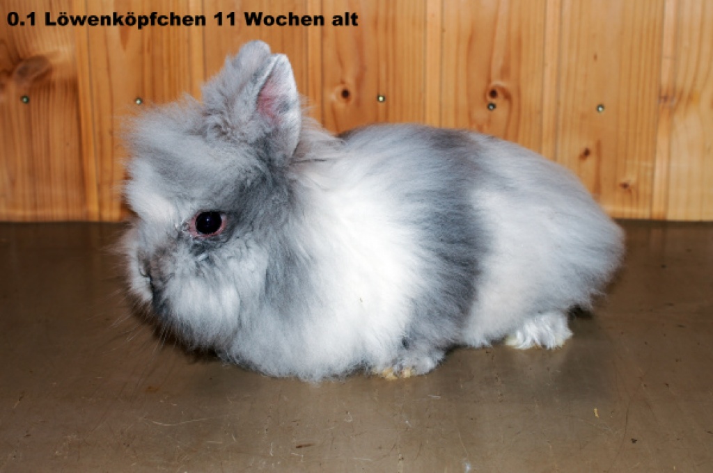 Löwenköpfchen, rhönfarbig - Nagetiere - Eibenstock
