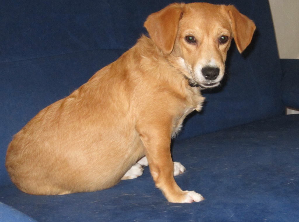 Julia, Retriever-Dackel-Mischlingshündin, hunde- und katzenverträglich, lieb - Hunde - Bruchertseifen