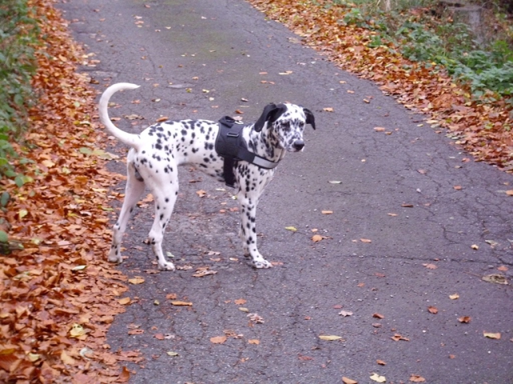 Spyke, 8 Monate alter Dalmatiner sucht ein Zuhause - Hunde - Essen