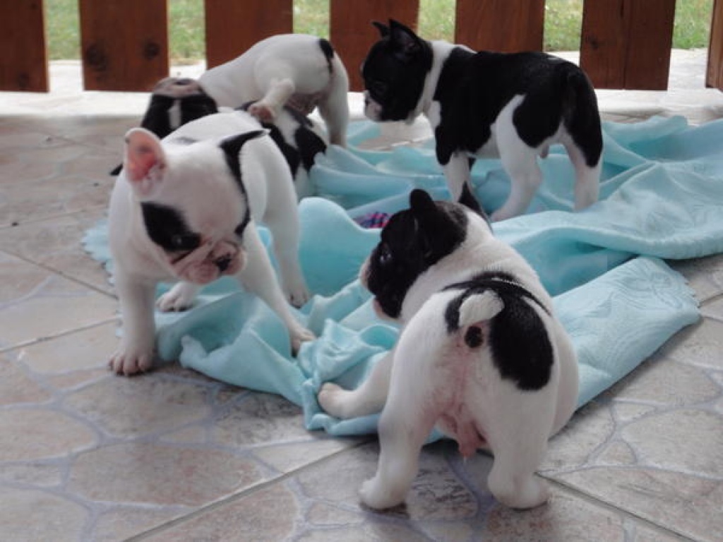 Französische Bulldogge - Französische Bulldogge Welpen mit Papieren - Hunde - 40210 Düsseldorf