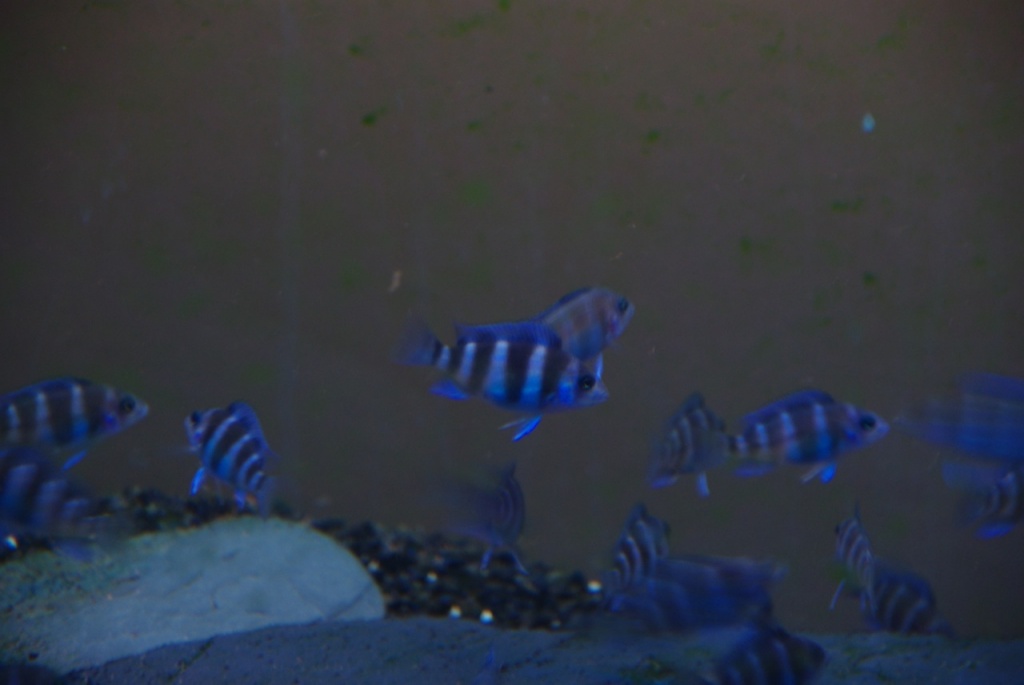 Frontosa blue zaire moba WFNZ 4cm - Fische - Augsburg