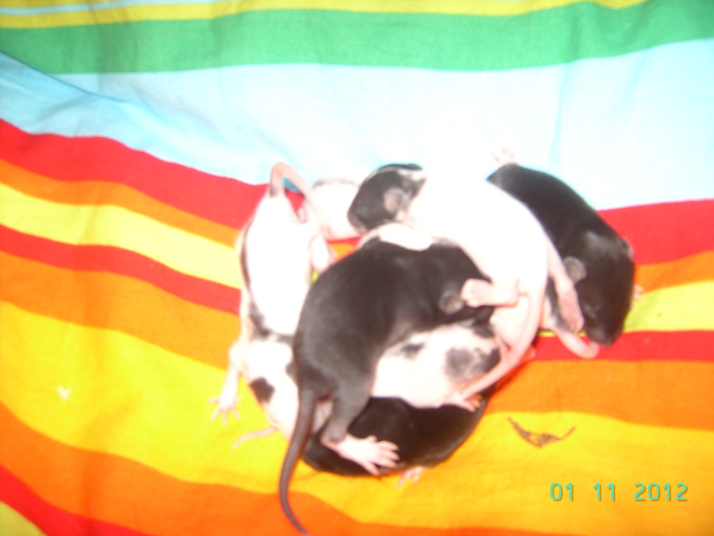 Rattenbabys Dürfen Ausziehen !!! 8 weibchen,9 Männchen :-) Jetzt Reservieren !!! - Nagetiere - Hamburg