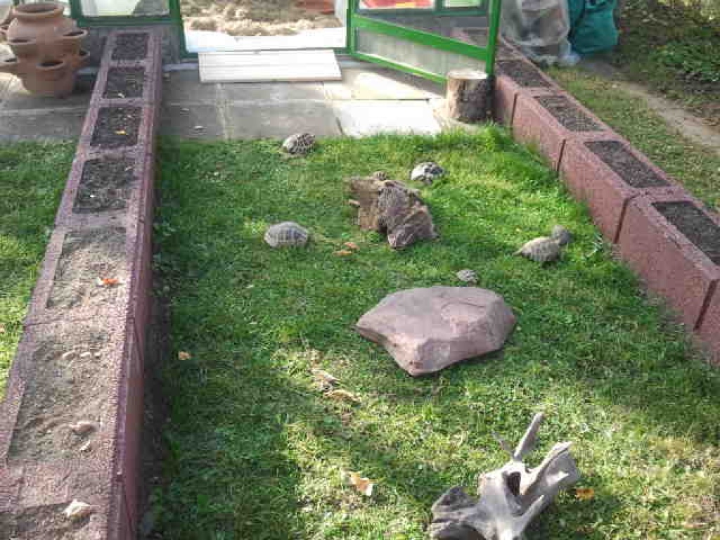 Landschildkröten - Reptilien - Erfurt