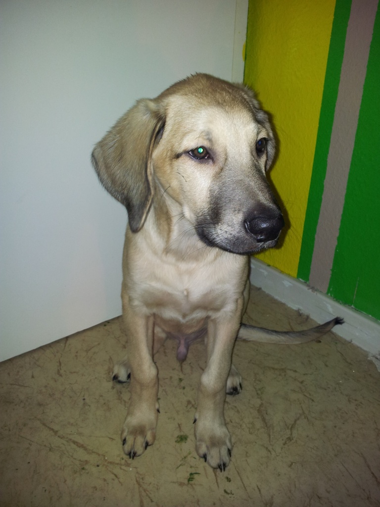 Suche dringend ein neues liebevolles Zuhause !!! - Hunde - Halle Saale