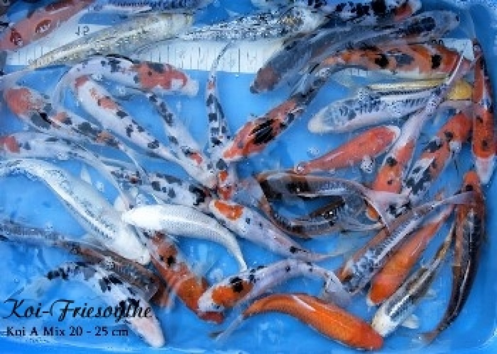 Professioneller Koi-Versand - Teichfische online kaufen - Fische - Ellerbrock