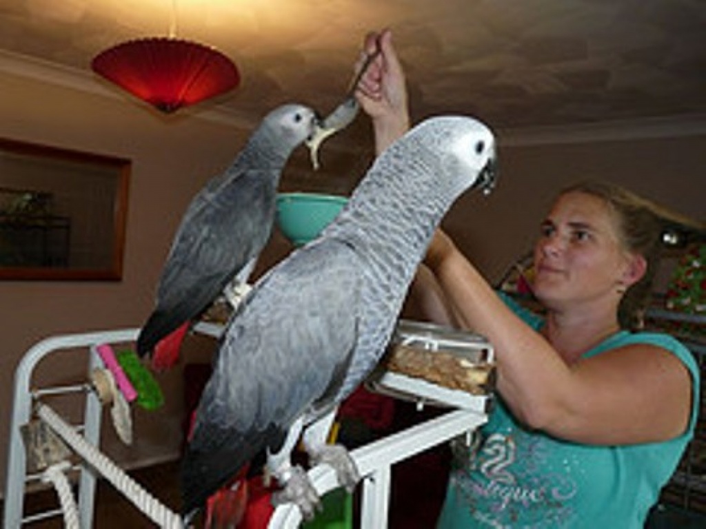 Graupapagei Kongo Pärchen - Voegel - München