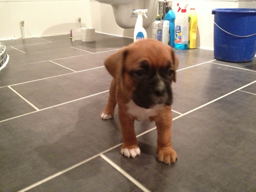 Boxerwelpen Mix 5 Wochen alt jetzt reservieren!!!! - Hunde - Biesenthal