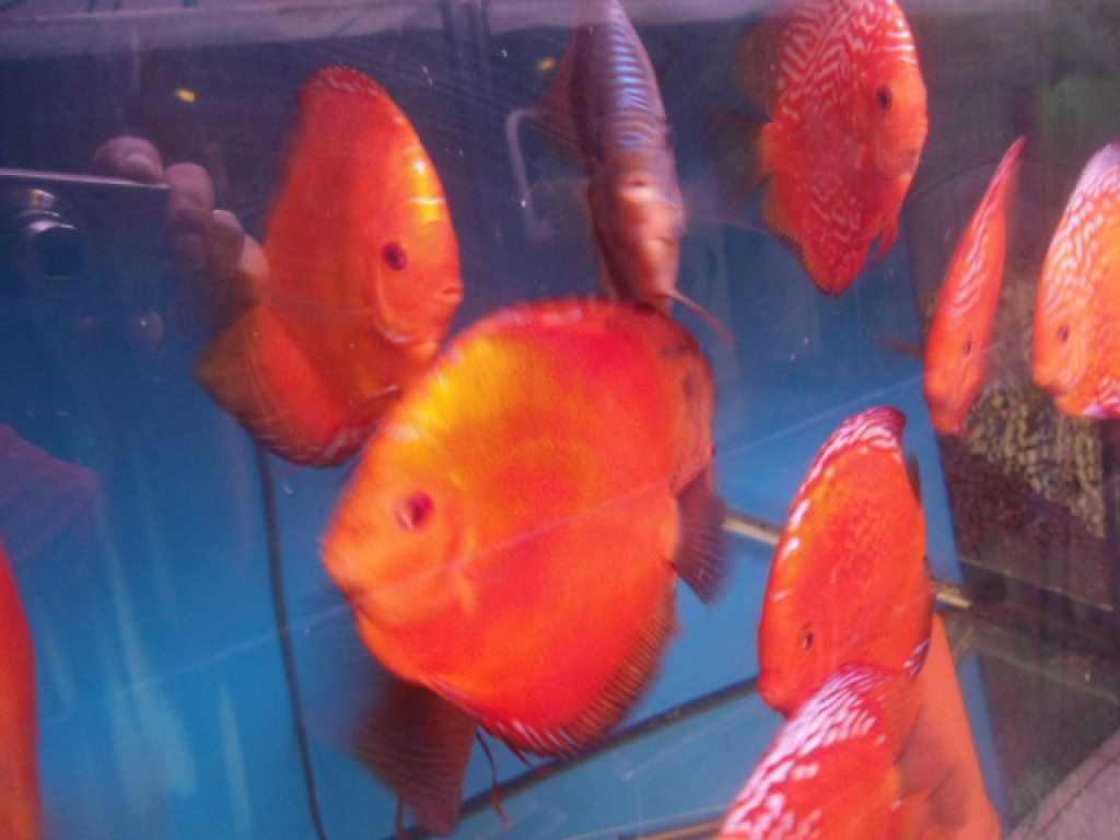 Diskus 15 Farbschläge 5-20cm - Fische - Hannover