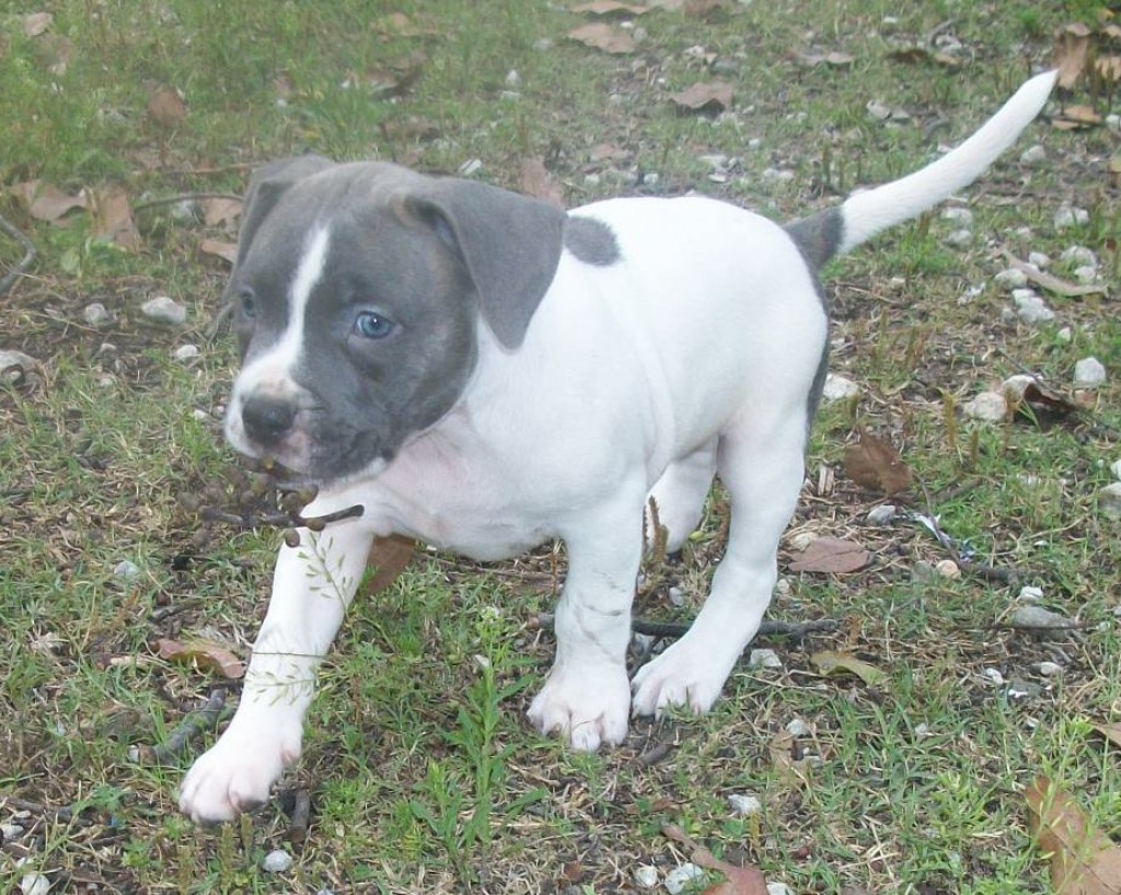 American Pitbull Terrier Welpen (Bully Type) - Hunde - Oldenburg