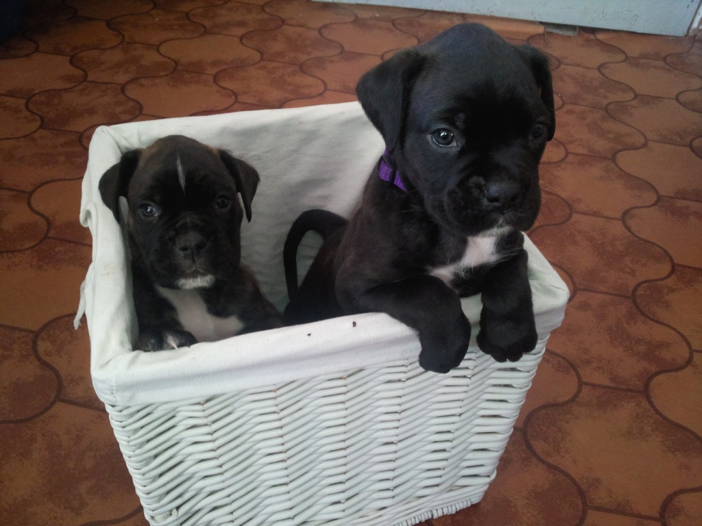 *Typvolle Boxerwelpen aus liebevoller Zucht mit Papieren* - Hunde - Bremen