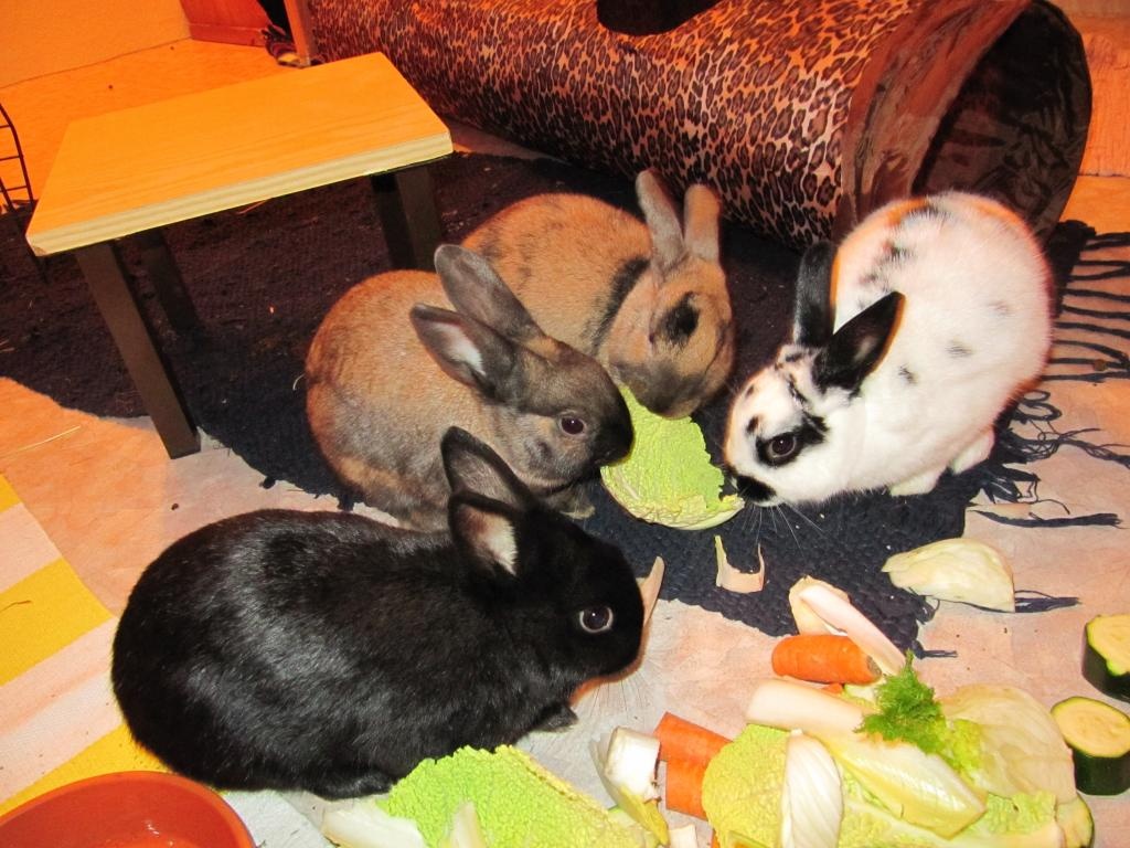 Zwei Traumpaare suchen Traumzuhause - Nagetiere - Hahnstätten