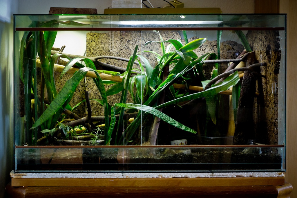 Großes Tropen-Terrarium  all inclusive  abzugeben - Reptilien - Leipzig
