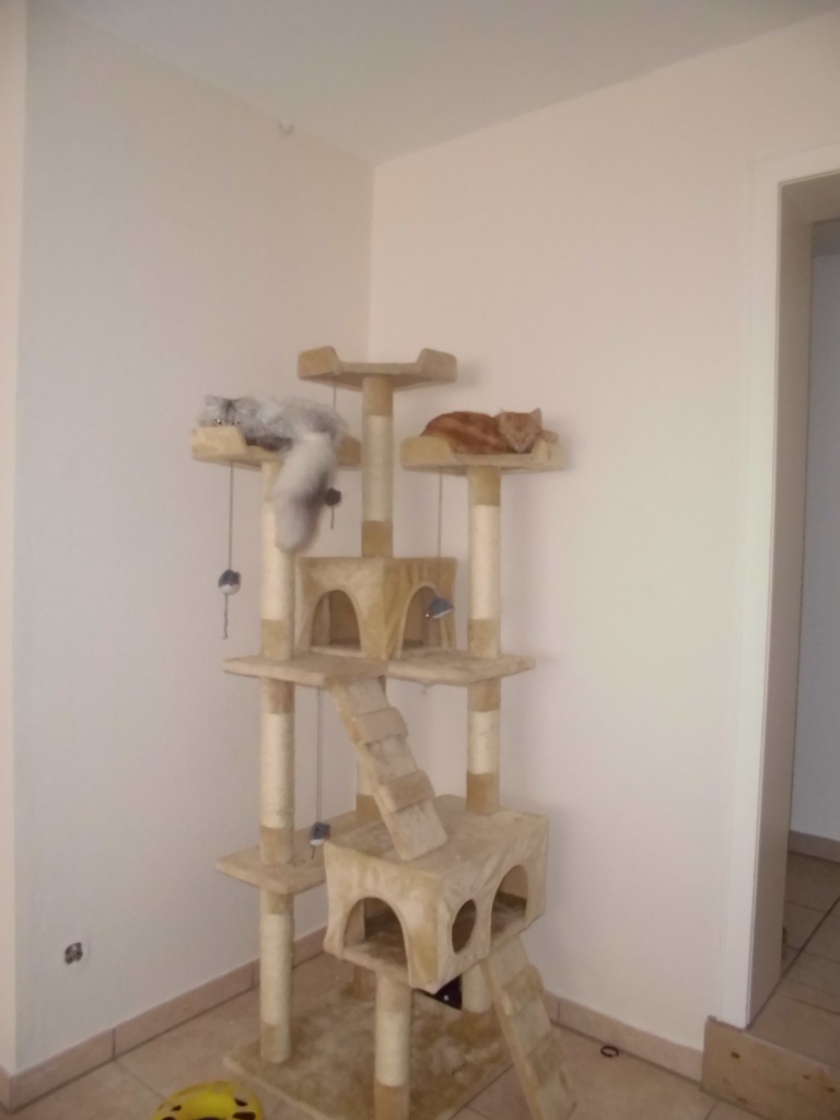 2 Perser mit allem drum und dran - Katzen - Porta Westfalica