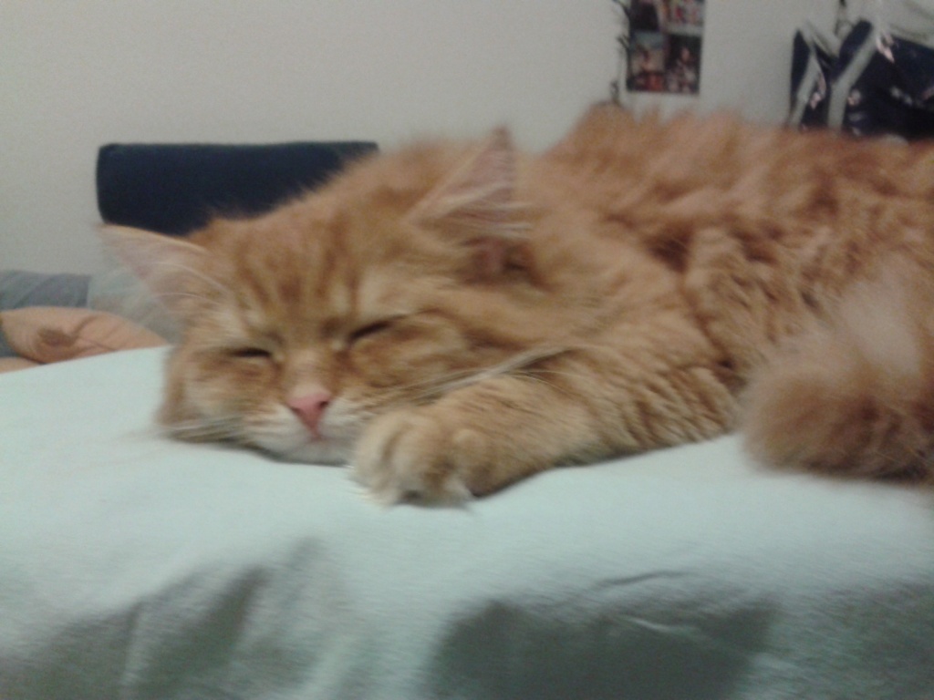 Kater freut sich sehr über weibliche bekanntschaften- - Katzen - Berlin