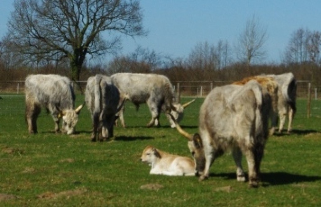 Steppenrind Bullenkalb oder Jungbulle gesucht - Nutztiere - Kaisborstel