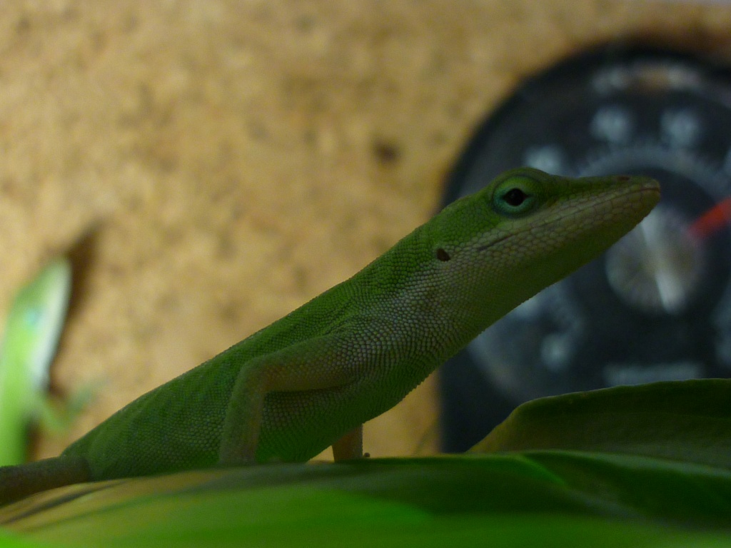 Neues Zuhause für Rotkehlanolis gesucht - Reptilien - Lörrach