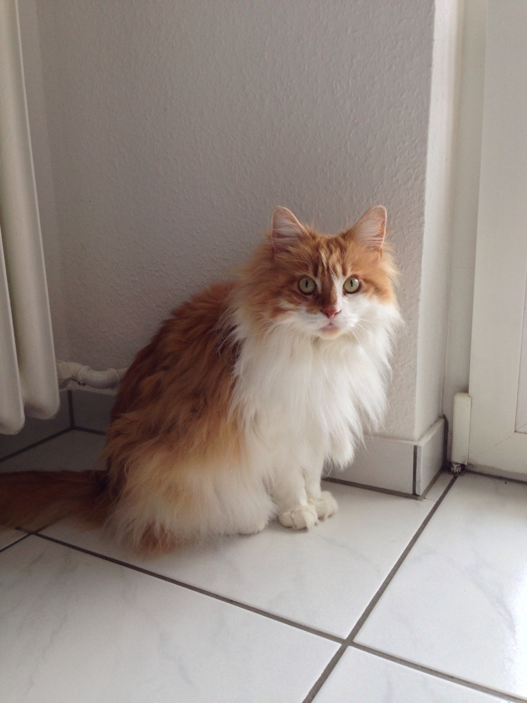 Wir suchen ein liebevolles Zuhause für 2 sehr verschmuste Tiger - Katzen - Leverkusen