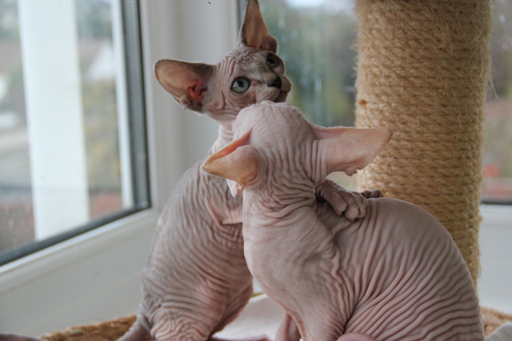 Süße reinrassige sphynx Kätzchen sucht neue Heimat - Katzen - Düsseldorf