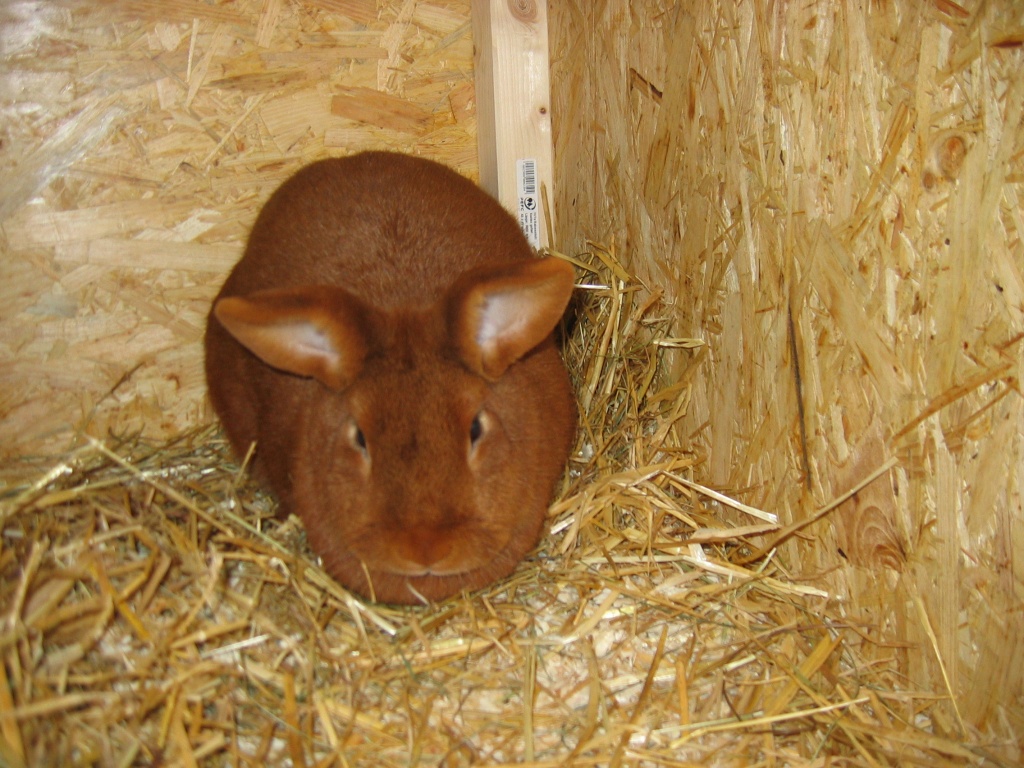 Reinrassige Rote Neuseeländer - Nagetiere - hofgeismar