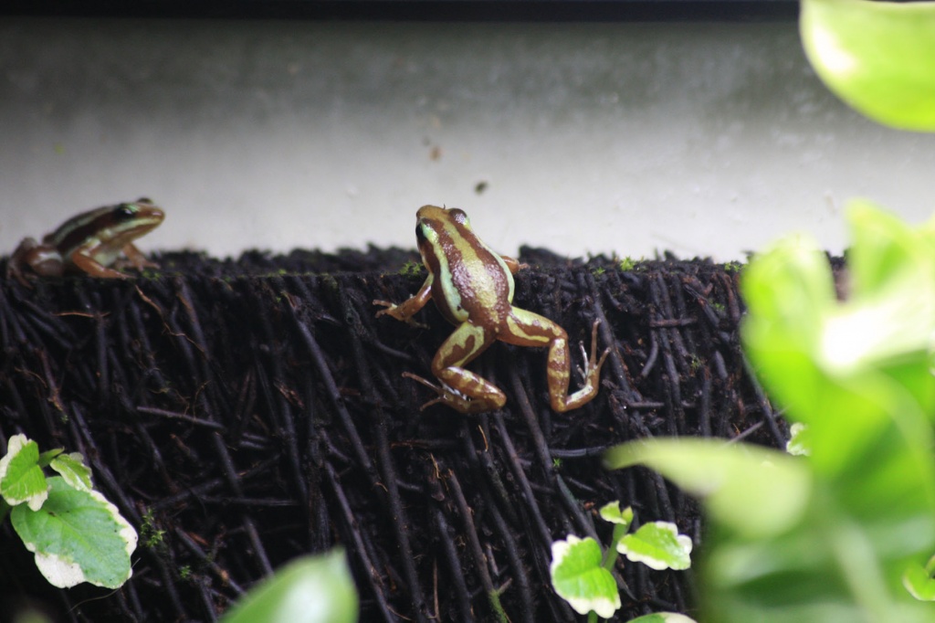 Für Liebhaber und Terrarienbesitzer: Pfeilgiftfrösche  Epipedobates Anthonyi - Amphibien - Grafhorst