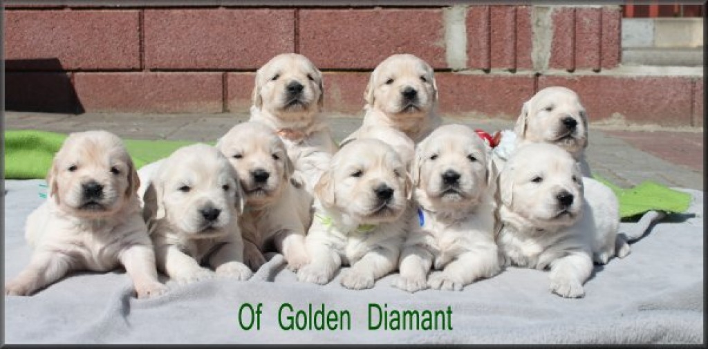 Süße Golden Retriever Welpen - Hunde - Fehrbellin