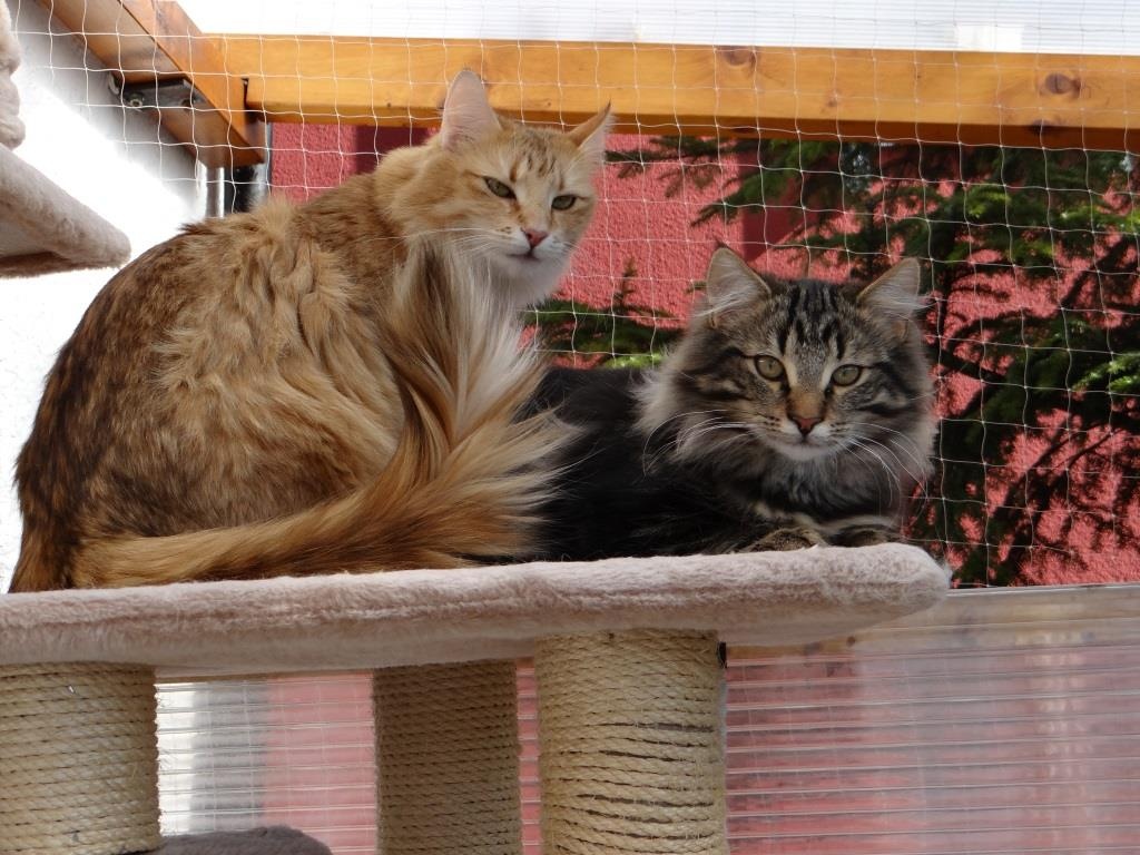 Wurfankündigung - Katzen - Heidenheim an der Brenz