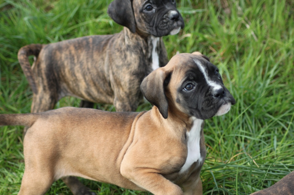 Boxerwelpen m. Pap., gestromt und rot, WT 17.02.2021 - Hunde - Hamburg
