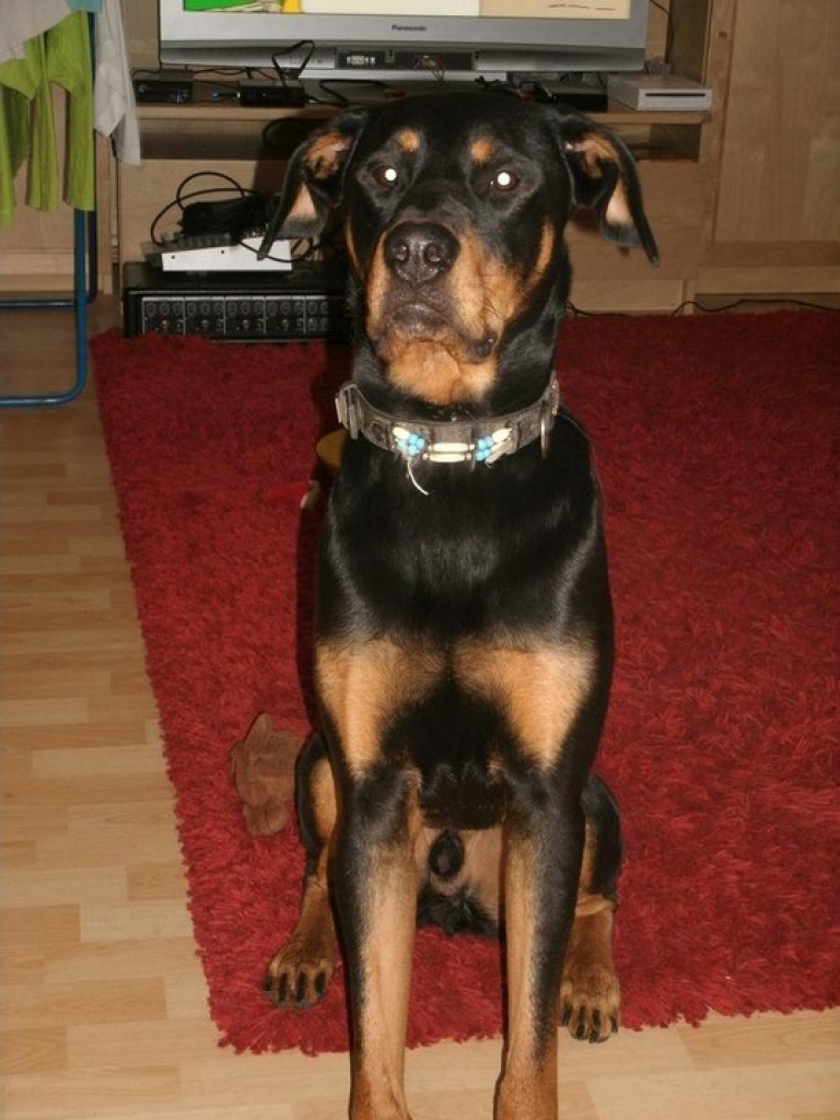 Verspielter,pupertierender Rottweiler-Dobermann-Mix sucht Erzieher - Hunde - Wiesbaden