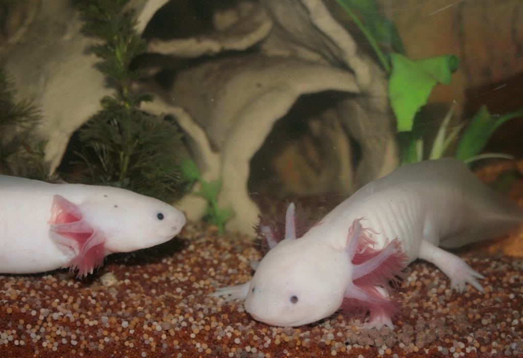Axolotl Pärchen Weißlinge - Amphibien - Siegen