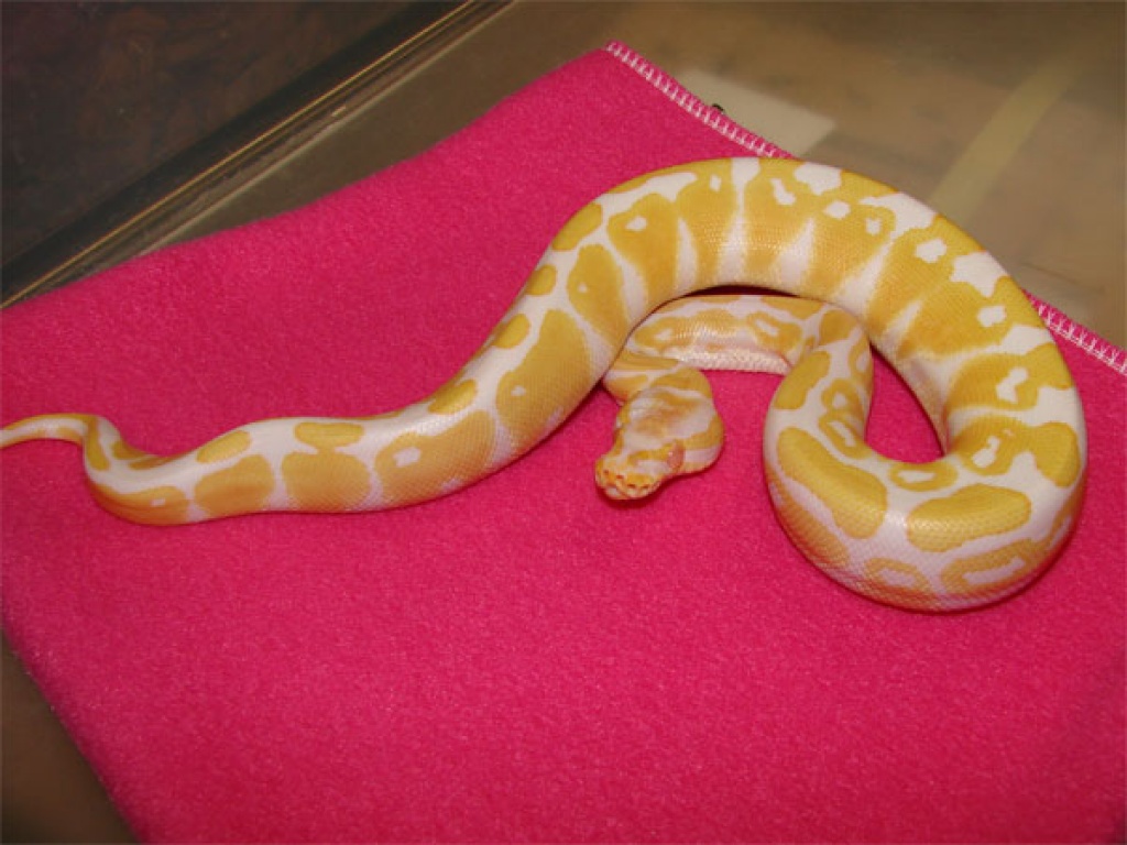 Verkaufe meine Albino KönigsPython Regius - Reptilien - Wuppertal