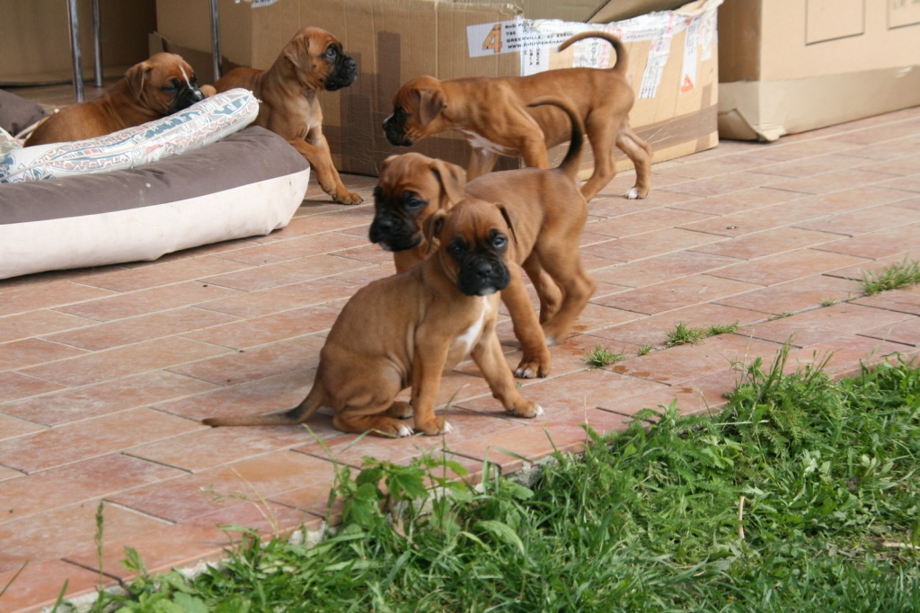Traumhaft schöne Boxerwelpen können nun reserviert werden. - Hunde - Essen