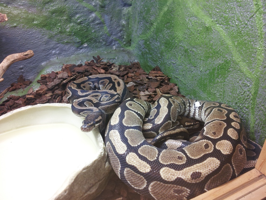 Königs Python zu abgeben - Reptilien - Isseroda