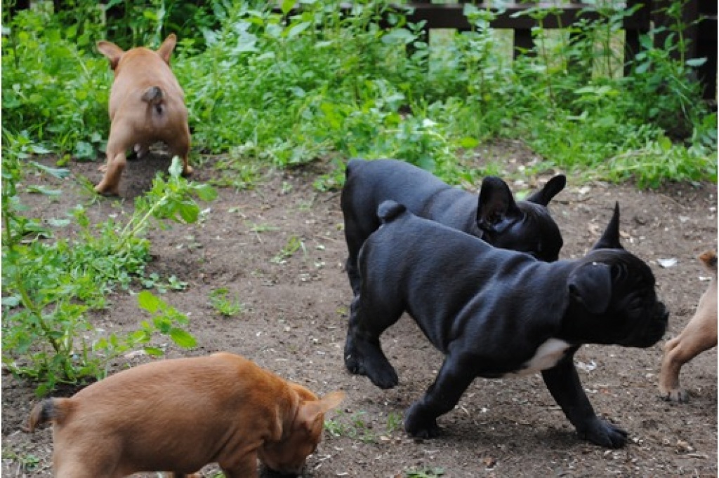 Abgabebereit-Französische Bulldoggen Welpen - Rüden und Hündinnen - Hunde - Essen