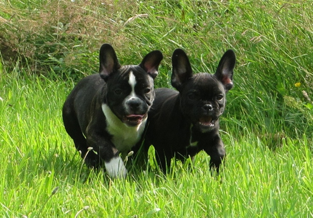 Reinrassige Französische Bulldoggen Welpen - Hunde - Ense