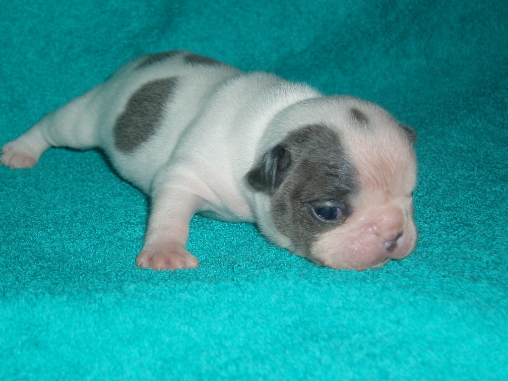 Französische Bulldoggenwelpen - Hunde - Isselburg
